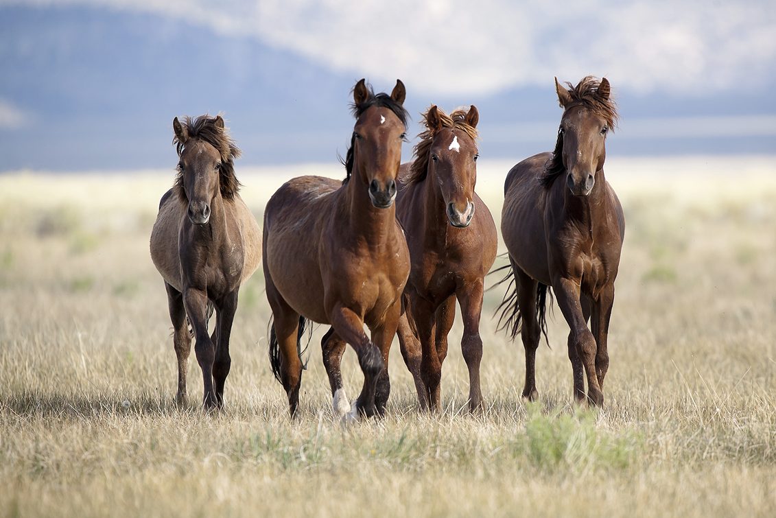 cropped-iStock-154226276.jpg