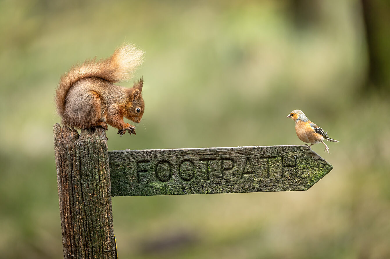 Red Squirrel (Sciurus vulgaris) sitting on top of a footpath sign with a chaffinch (Fringilla coelebs) perched at the opposite end.